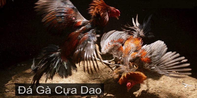 đá gà cựa dao cwin